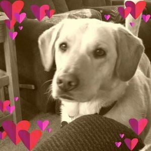 Meet your Posher, Shelby